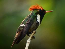 Jardim da Amazonia Lodge