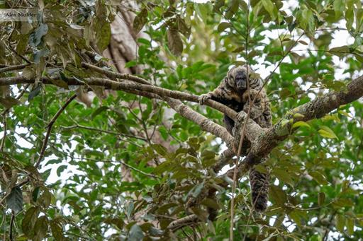 macaco jardim da amazonia.jpeg