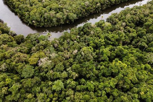 amazonia floresta.jpeg