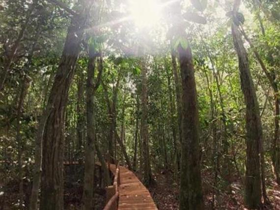 passarela j amazonia.jpeg