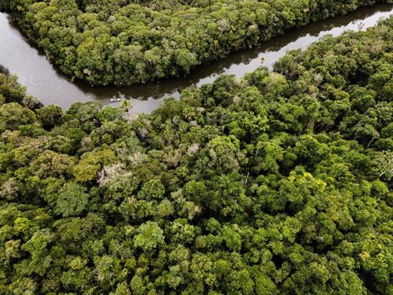 amazonia floresta.jpeg