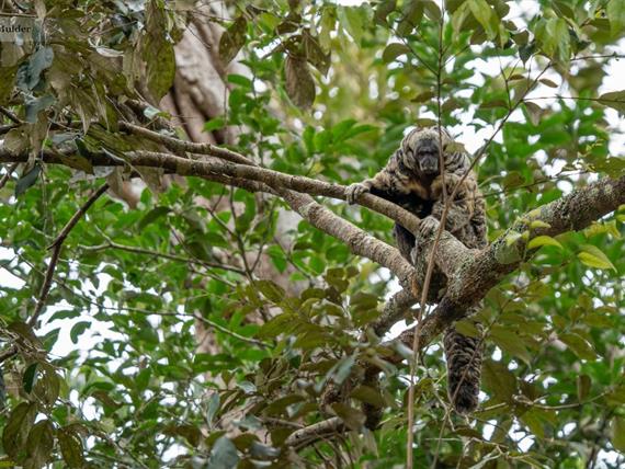 macaco jardim da amazonia.jpeg