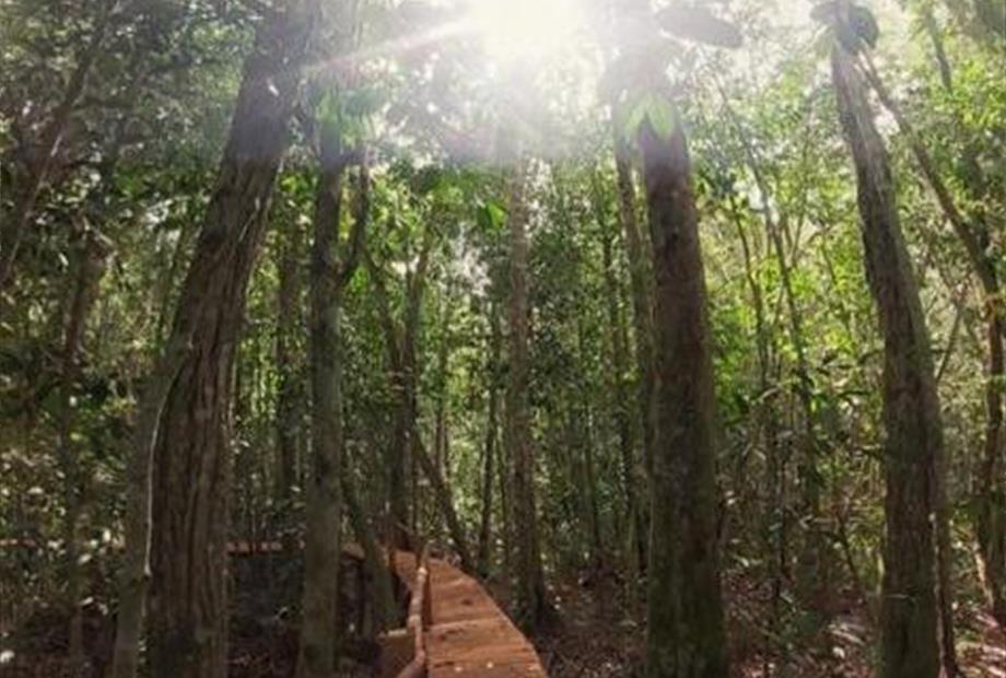 passarela j amazonia.jpeg