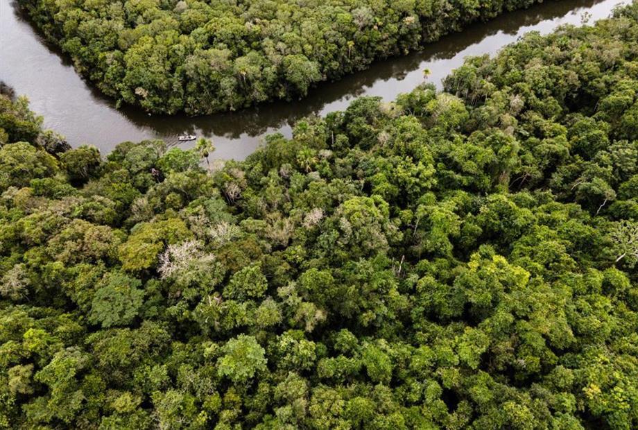 amazonia floresta.jpeg