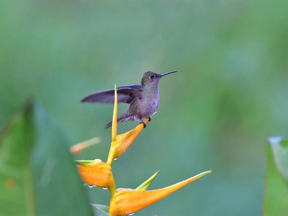 beija-flor-cinza 5_original.jpg