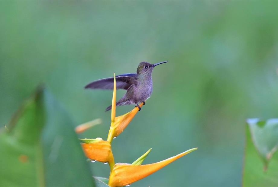 beija-flor-cinza 5_original.jpg