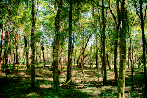 motor - principal.png