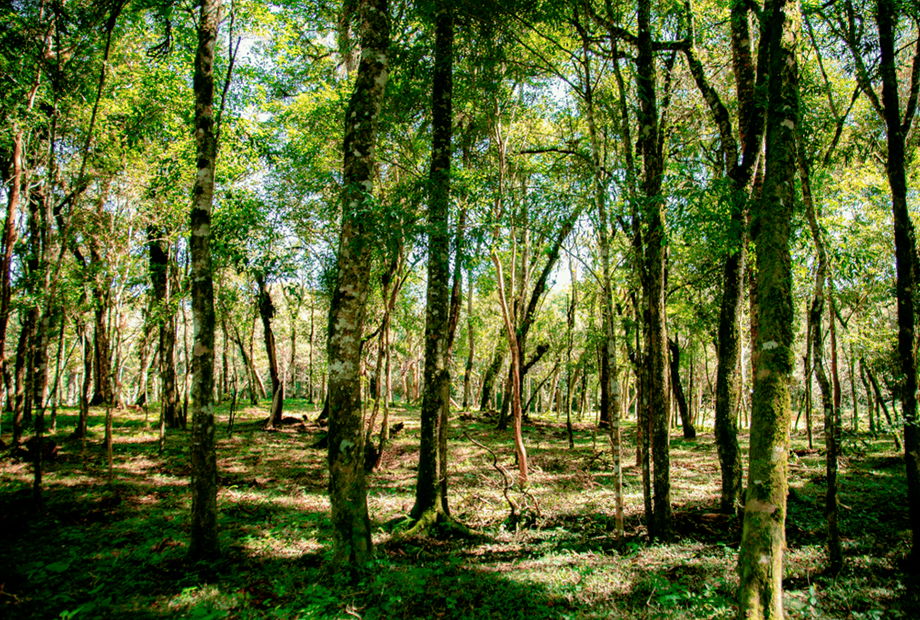 motor - principal.png