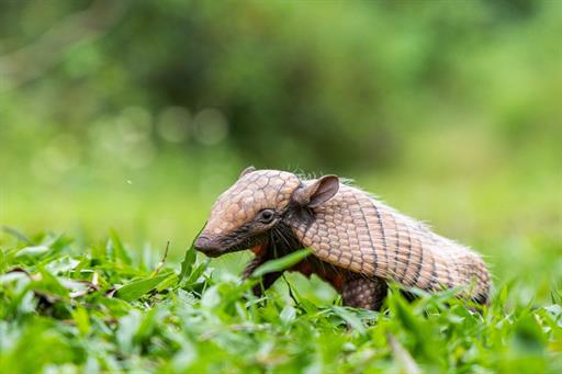 cópia de victormuzzi-0251.jpg