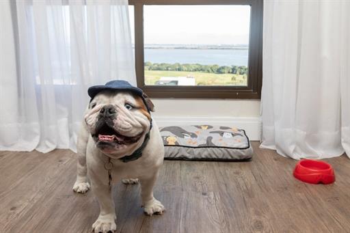 petfriendly (1).jpg