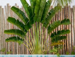 Pousada Maré do Francês