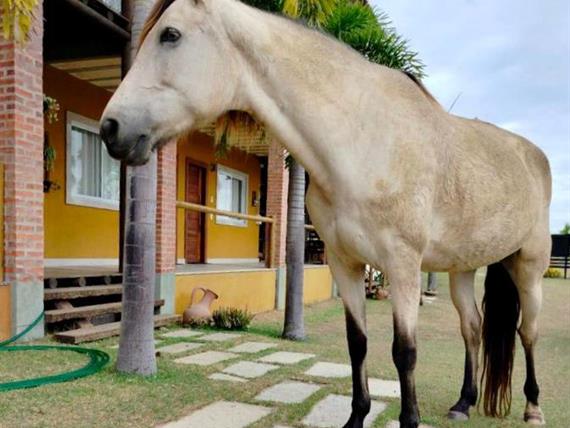 ft_pátio animais 03.jpeg