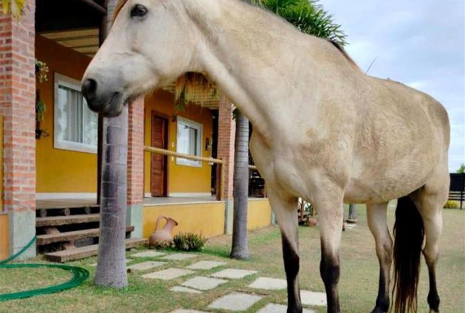 ft_pátio animais 03.jpeg