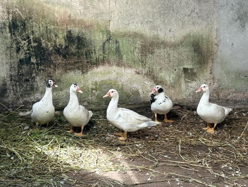 img pato.jpg