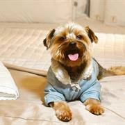 APTO PET FRIENDLY FOR FAMILY