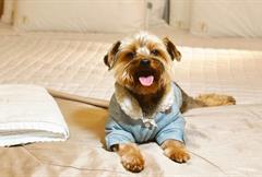 APTO PET FRIENDLY FOR FAMILY