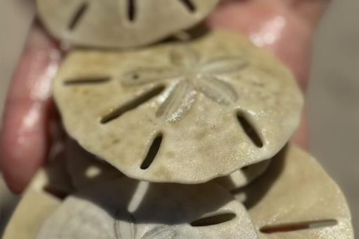 whatsapp image 2025-03-24 at 14.51.35.jpeg