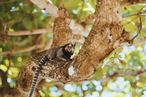 design sem nome (79).png