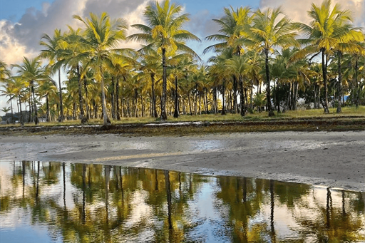 design sem nome (81).png