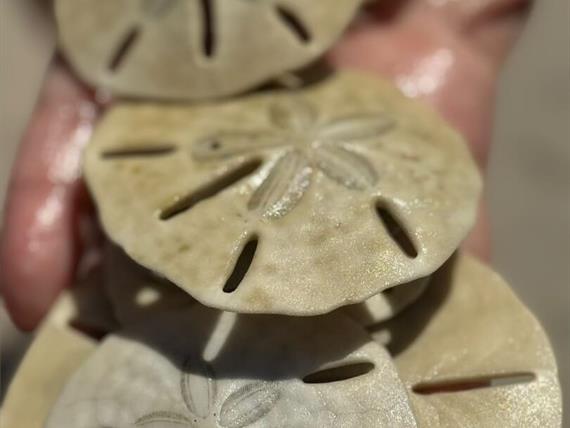 whatsapp image 2025-03-24 at 14.51.35.jpeg