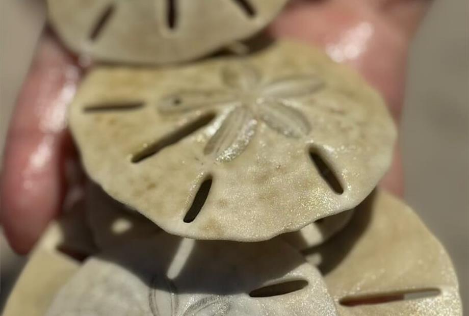 whatsapp image 2025-03-24 at 14.51.35.jpeg