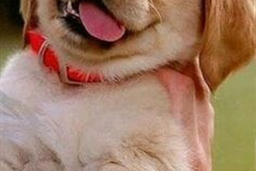 casa de cachorro pallet.jpeg