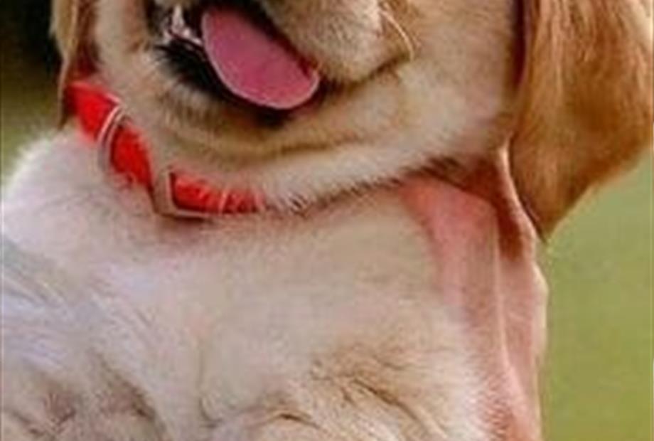 casa de cachorro pallet.jpeg