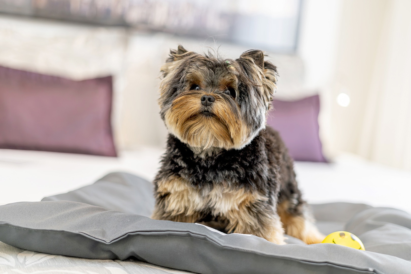 Illustrative image of Mercure SP Ibirapuera Privilege