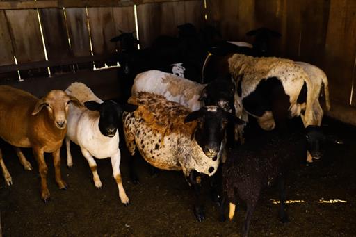 whatsapp image 2021-02-18 at 00.11.23.jpeg