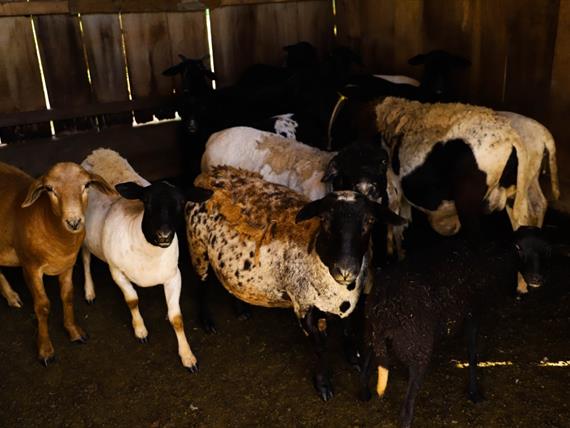 whatsapp image 2021-02-18 at 00.11.23.jpeg