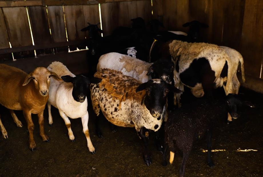 whatsapp image 2021-02-18 at 00.11.23.jpeg