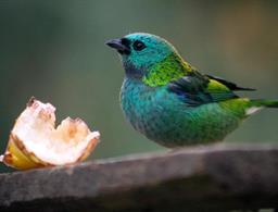 Pousada da Rosa Bonete