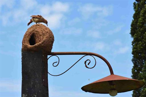 jsrc (48)_7_11zon.jpg