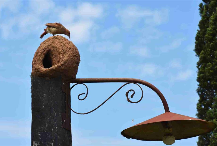 jsrc (48)_7_11zon.jpg