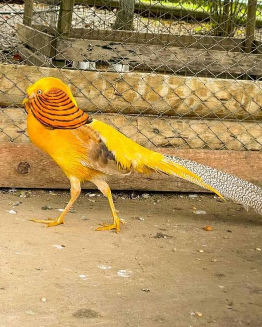 amarelo_11zon.jpg