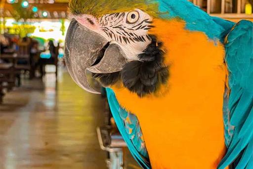 arara atila_11zon.jpg