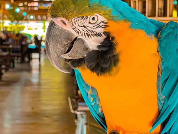 arara atila_11zon.jpg