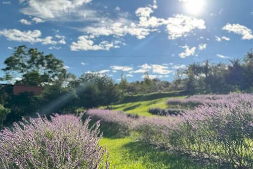 campo de lavanda - hotel fazenda.jpg