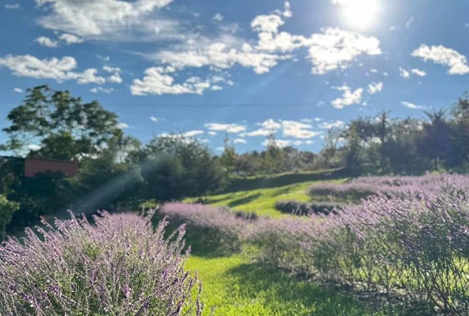 campo de lavanda - hotel fazenda.jpg