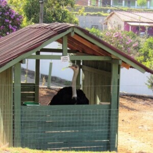 fazendinha_11-300x300.jpg