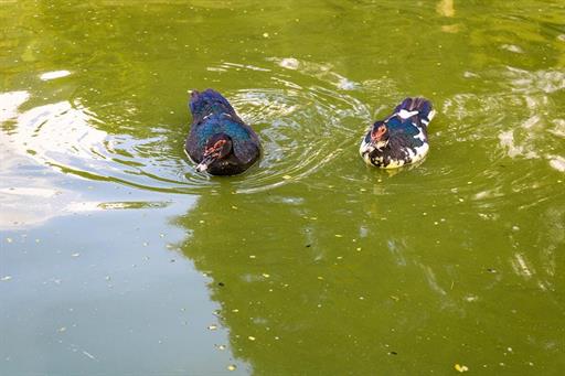 hotel fazenda portal dos sonhos lagos (7).jpg
