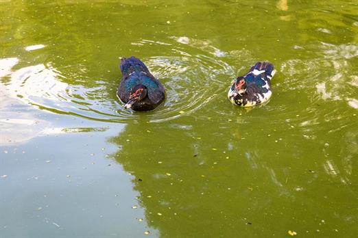 hotel fazenda portal dos sonhos lagos (7).jpg