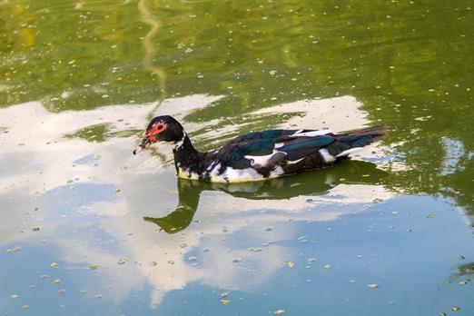 hotel fazenda portal dos sonhos lagos (8).jpg