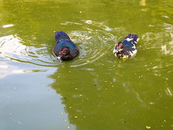 hotel fazenda portal dos sonhos lagos (7).jpg