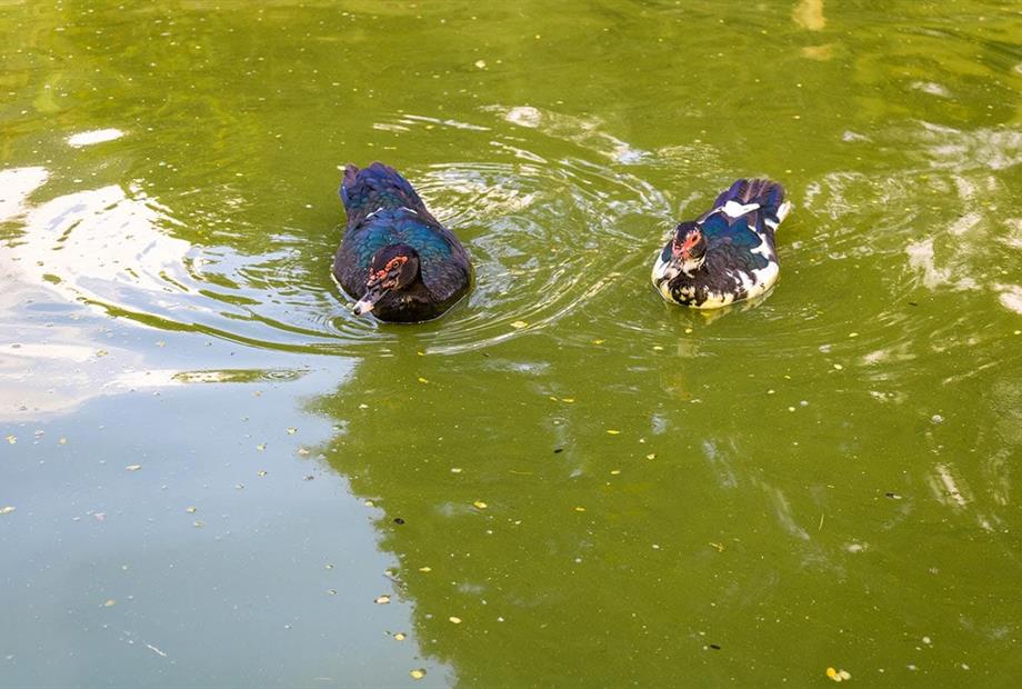 hotel fazenda portal dos sonhos lagos (7).jpg