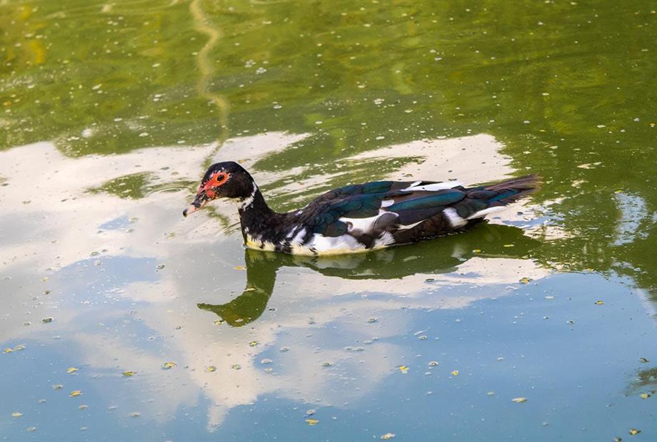 hotel fazenda portal dos sonhos lagos (8).jpg