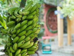 Estrelas da Babilonia