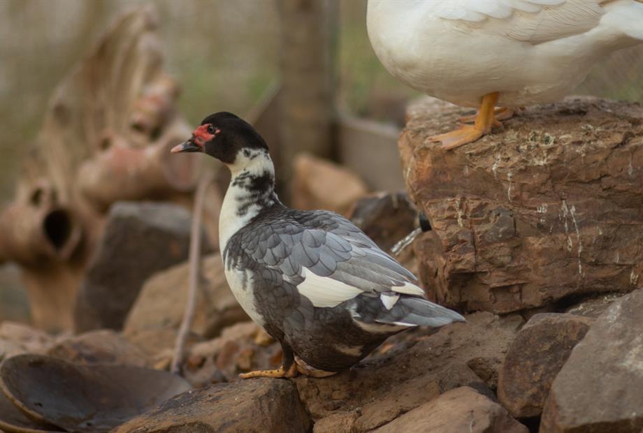 whatsapp image 2025-10-15 at 07.44.25 (21).jpeg