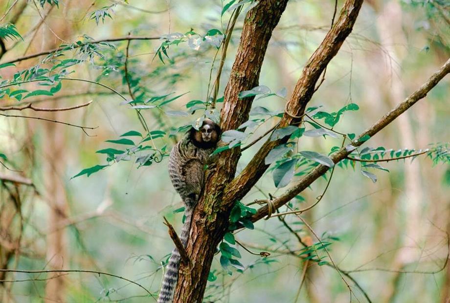 animais natureza.jpg