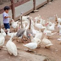 patos.jpg